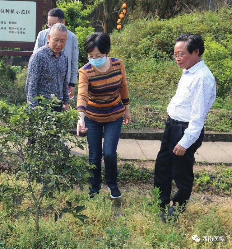 黃露董事長視察天植中藥枳殼（枳實(shí)）基地